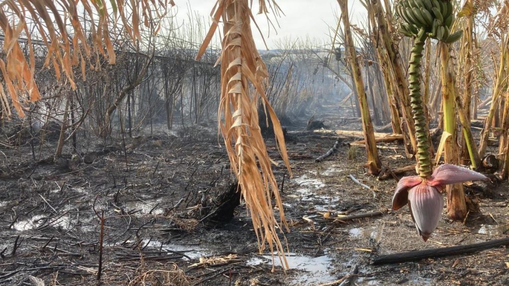 Mersin’de muz serasındaki yangın söndürüldü