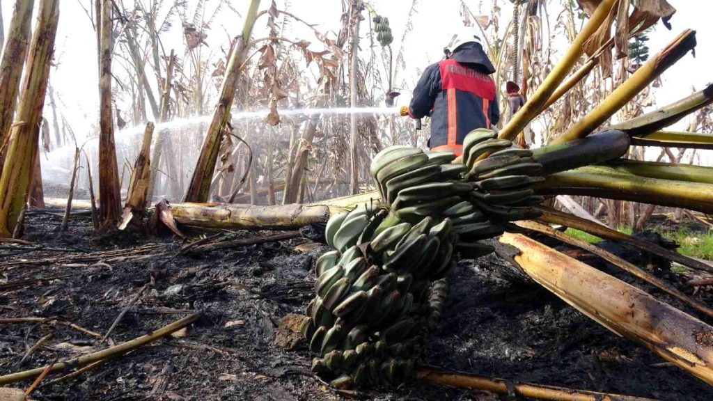 Mersin’de sera ve muz bahçesi yandı