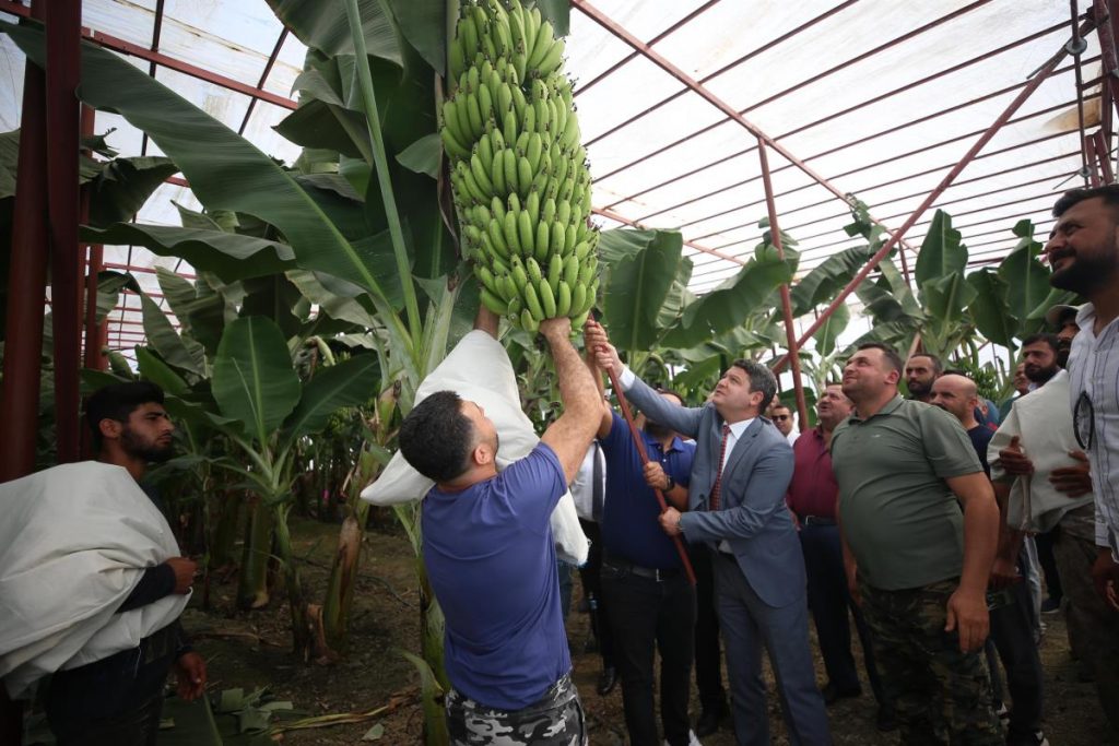 Hatay haber… Hatay’da muz hasadı yapıldı