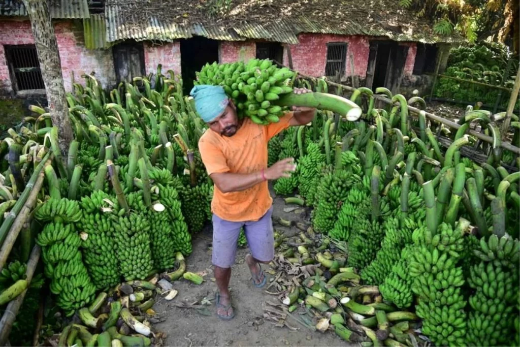 Assam’da Asya’nın En Büyük Perakende Muz Satış Merkezi