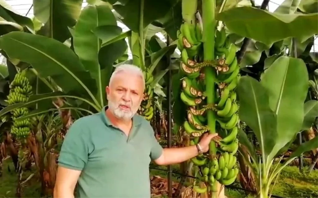 Muz Üreticisinin Sera Soygunu